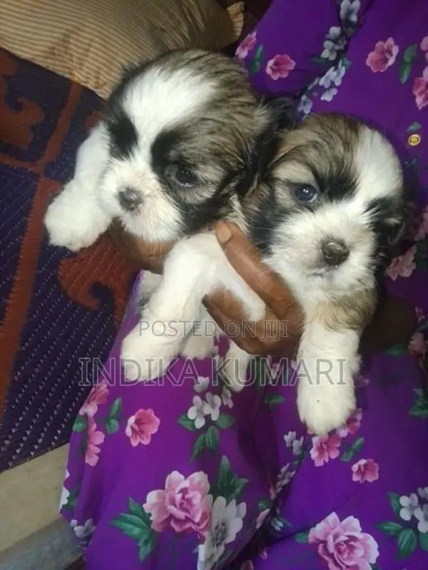 Shih Tzu Puppy