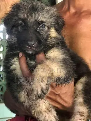 German shepherd Puppies