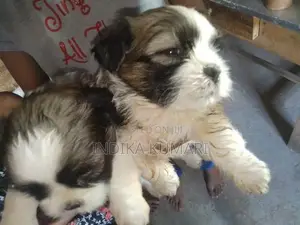 Shih Tzu Puppy
