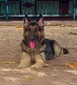 German shepherd Puppies
