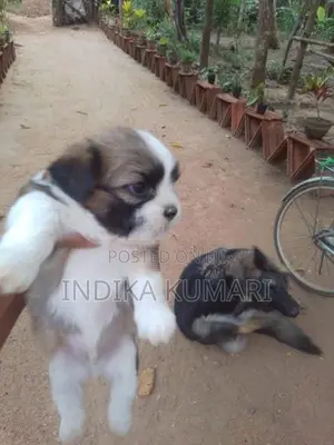 Shih Tzu Puppy