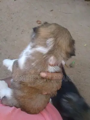 Shih Tzu Puppy
