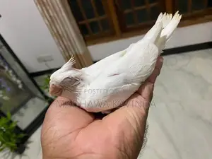 Cockatiel