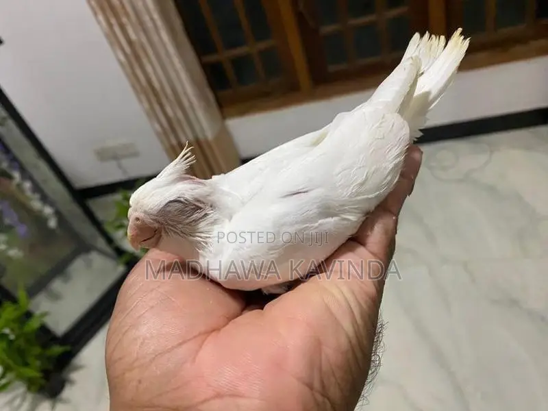Cockatiel