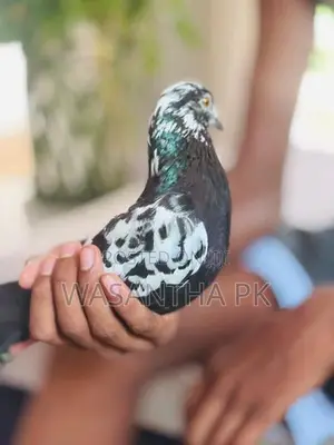 Pigeons