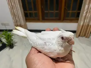 Cockatiel