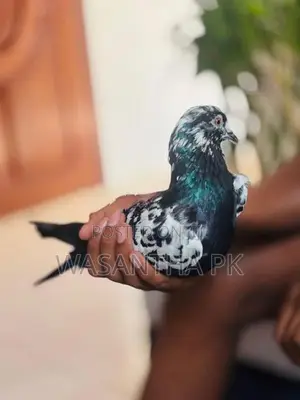 Pigeons