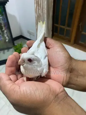Cockatiel