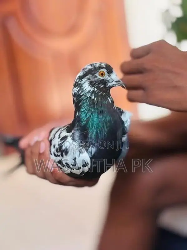 Pigeons