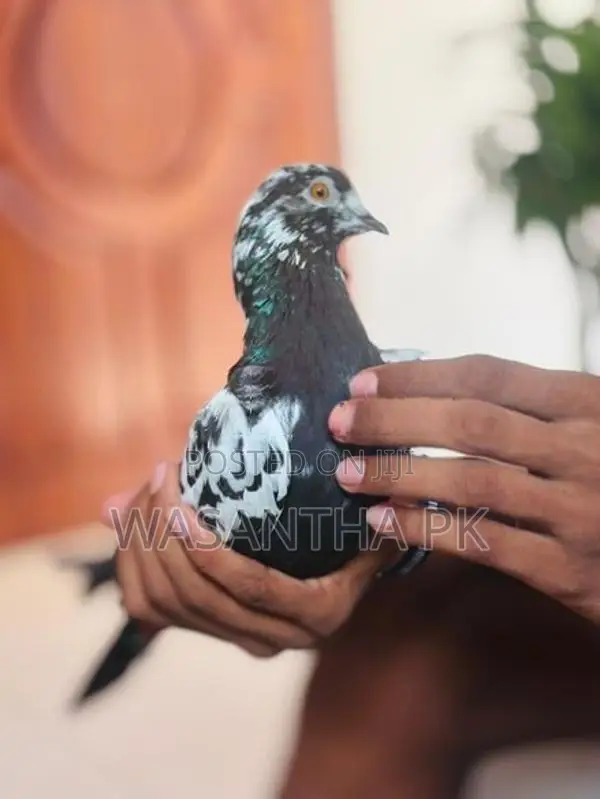 Pigeons