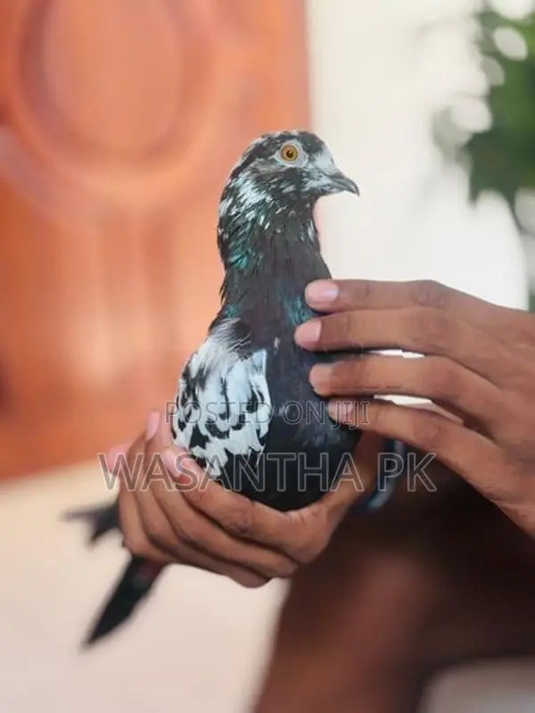 Pigeons
