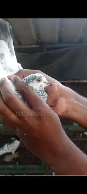 Timing Pigeons