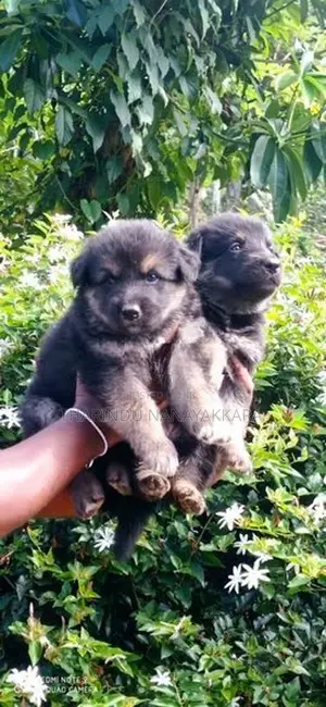 German Shepherd Puppy