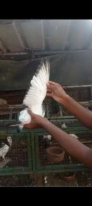 Timing Pigeons