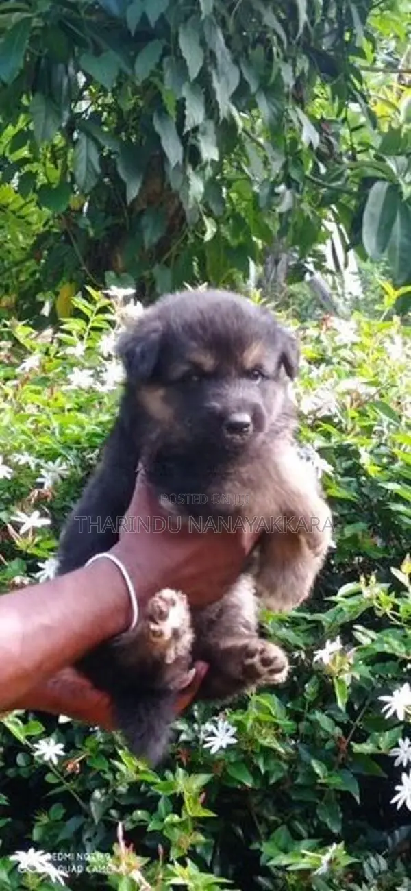 German Shepherd Puppy