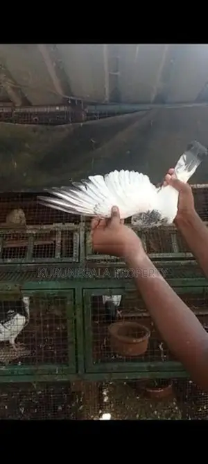 Timing Pigeons