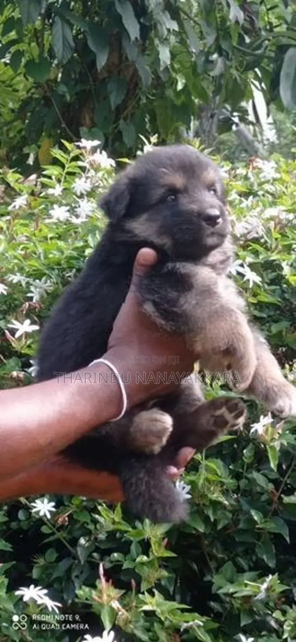 German Shepherd Puppy