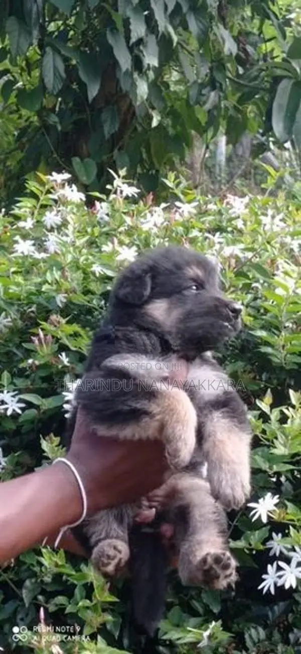 German Shepherd Puppy