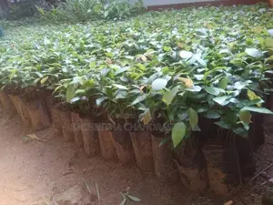 කුරුඳු පැළ