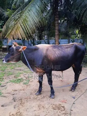 Black Bull
