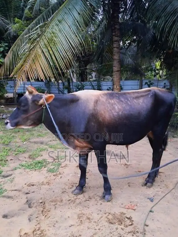 Black Bull
