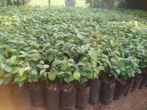 කුරුඳු පැළ
