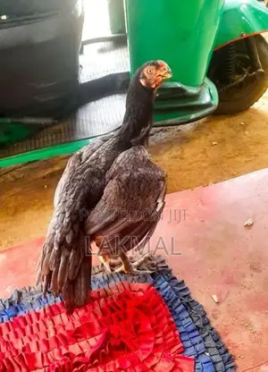 Parrot Beak
