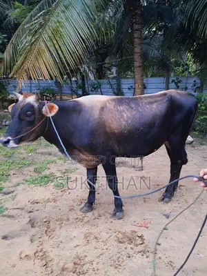 Black Bull
