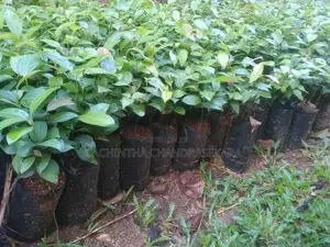 කුරුඳු පැළ