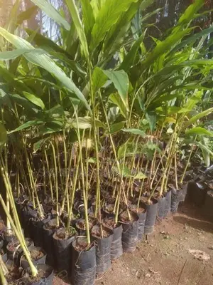 එනසල් පැළ