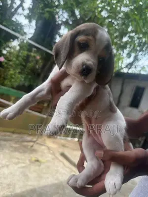 Beagle Puppy