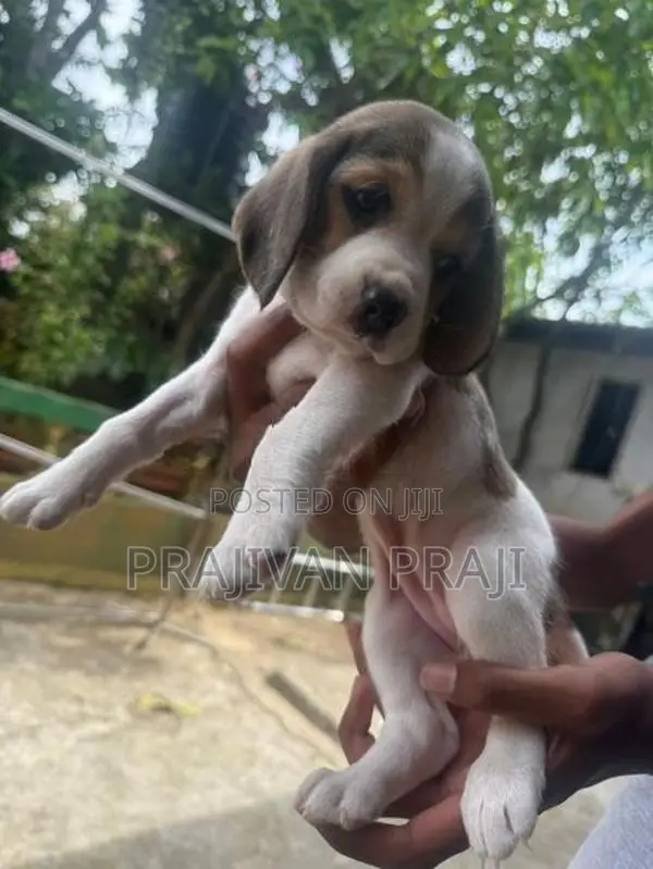 Beagle Puppy