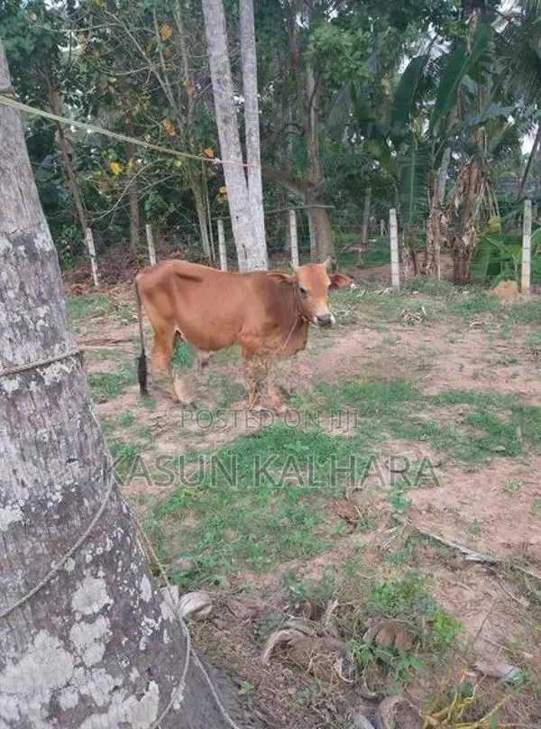 Farm Cow