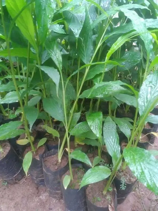 එනසල් පැළ
