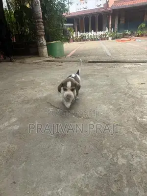 Beagle Puppy