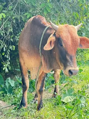 Farm Cow