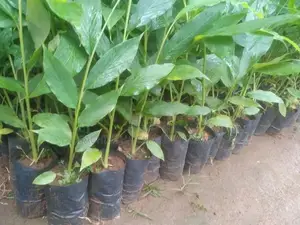 එනසල් පැළ