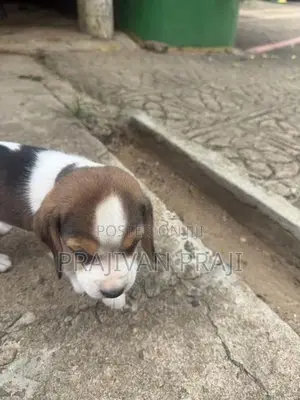 Beagle Puppy