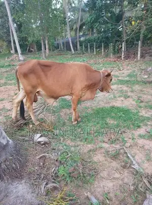 Farm Cow