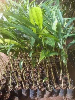 එනසල් පැළ