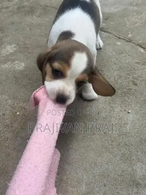Beagle Puppy