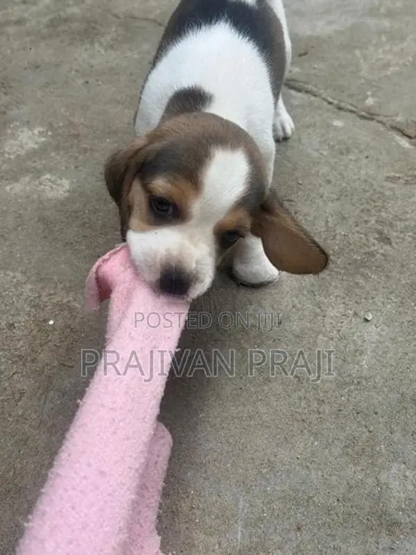 Beagle Puppy