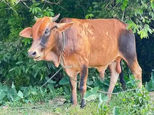 Farm Cow
