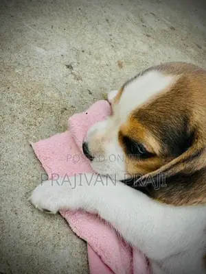 Beagle Puppy