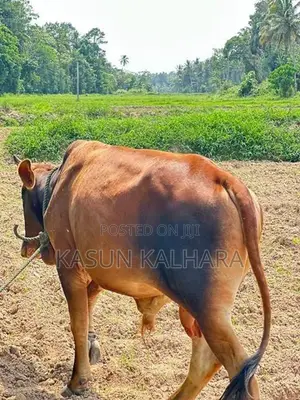 Farm Cow