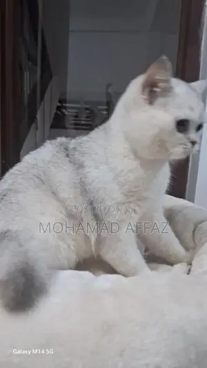 British Short Hair Cat