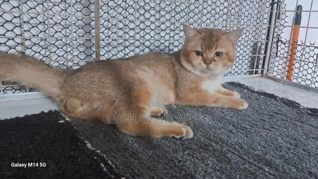 British Short Hair Cat
