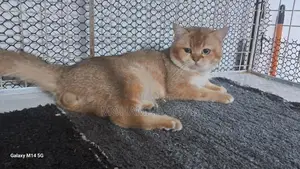 British Short Hair Cat