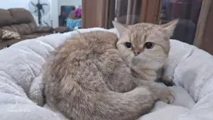 British Short Hair Cat