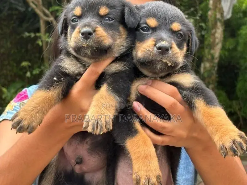 Rottweiler Puppies